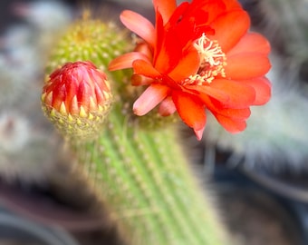 8” Arizona Golden Torch Cactus Cuttings Trichocereus spachianus.