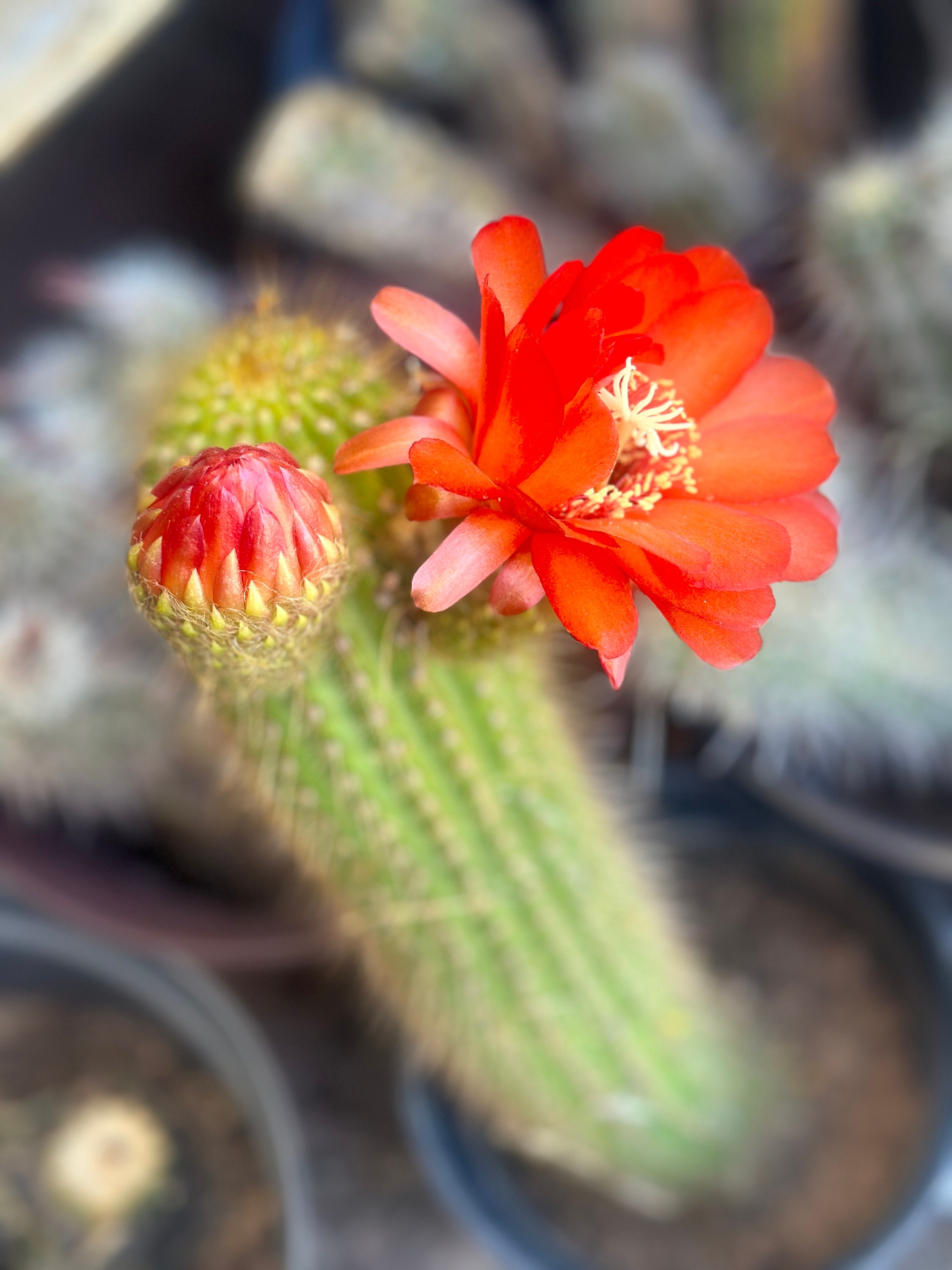 8” Arizona Golden Torch Cactus Cuttings Trichocereus Spachianus