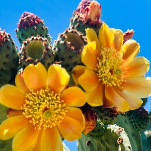 4 pads Prickly Pear Opuntia Ficus-Indica Burbank Spineless Nopal Edible Superfood Pads Ready to Plant