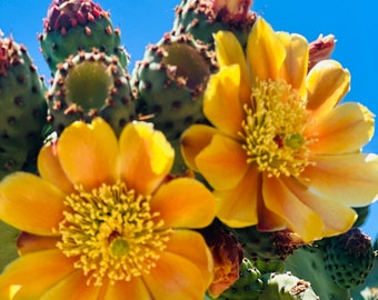 4 pads Cactusvijg Opuntia Ficus-Indica Burbank Spineless Nopal Eetbare Superfood Pads Klaar om te planten