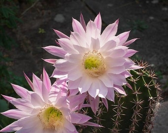 5” Paaslelie Cactus Echinopsis oxygona Levende plant Met blote wortel