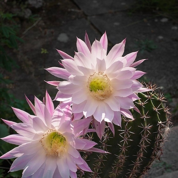Easter Lily Cactus 3 pups rooted Echinopsis oxygona Purple Flower Live Plant  Bare-root