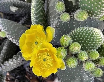 Rooted Bunnys Ear Cactus Plant  bare-root