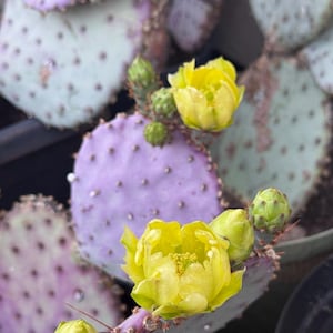 Santa Rita purple  Prickly Pear Pad Cutting Opuntia santa-rita