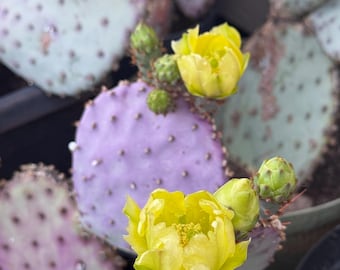 Puede incluir: Primer plano de un cactus de pera espinosa púrpura con flores amarillas brillantes y capullos verdes. Las palas del cactus son de un color púrpura vibrante con pequeños puntos espaciados. Las flores están completamente florecidas.