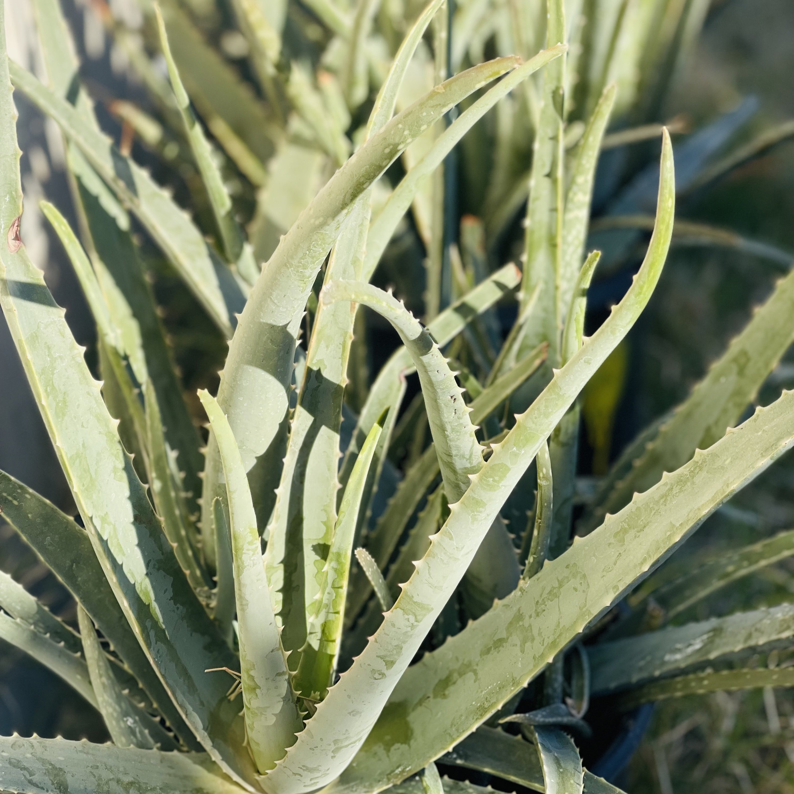 Aloe Vera Barbadensis Miller Plant Edible Ayurvedic Sweet Gel Skin Hair  Beauty Care - Etsy Israel