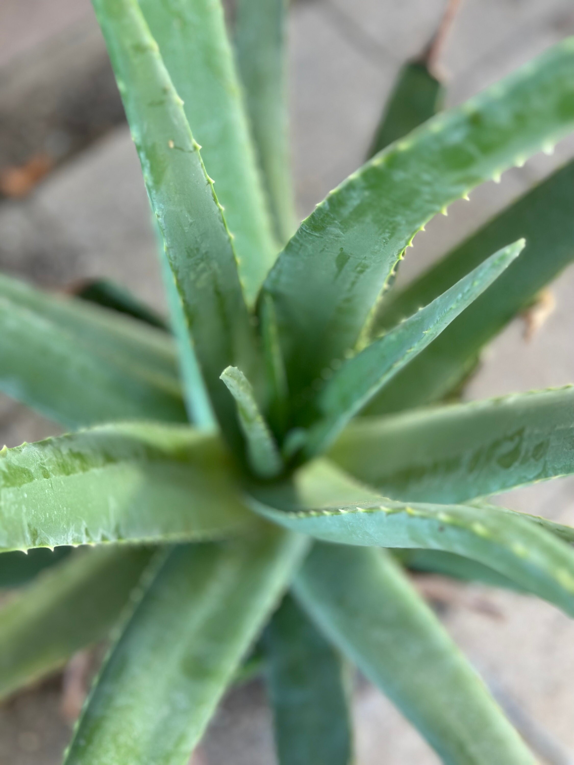 bogenhanf online bestellen Bogenhanf Sansevieria - Sansevieria futura superba main image 0