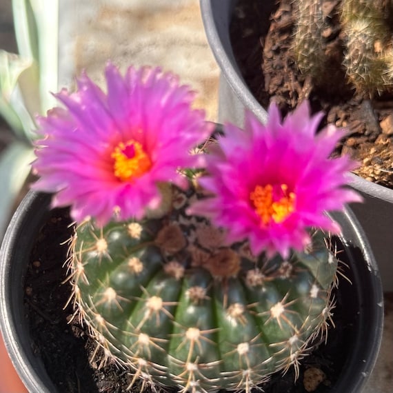 3-4” notocactus uebelmannianus live cactus plant