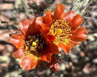 Arizona Désert Cholla Cactus Boutures 4pcs