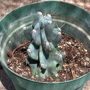 5”  Rooted monstrose cactus Rooted Live Plant   cuttings bareroot