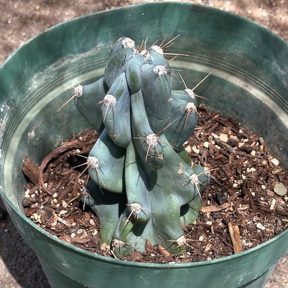 5”  Rooted monstrose cactus Rooted Live Plant   cuttings bareroot