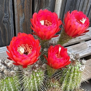 5” Arizona  Trichocereus Hybrid Cactus Live Plant Blooms Red Flower