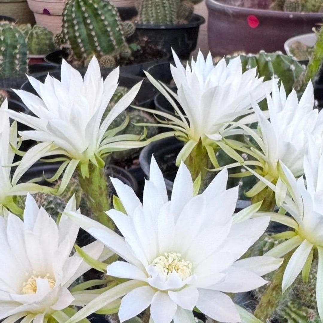 5” White Easter Lily Cactus Echinopsis Oxygona Bare-root Live Plant - Etsy, image size:1080x1080
