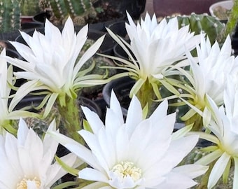 breast cactus Rare Boobie Cactus, Mothers Day Gift, Myrtillocactus Geometrizans Fuku– 1am  Succulents main image 1