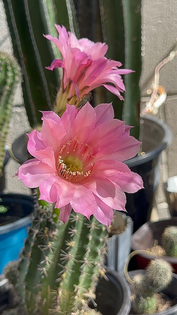 Easter Lily Cactus 2”  Rooted 3 Pups Echinopsis Hybrid  Salmon Queen