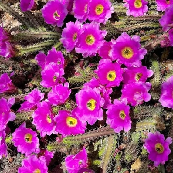 Echinocereus Pentalophus: 6" Ladyfinger Cactus, Pink Flowers (Bare-Root Plant)