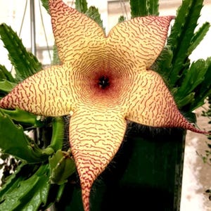 Starfish Flower Plant  (4 cuttings) Stapelia Cactus Glandiflore Cactus Clarrion