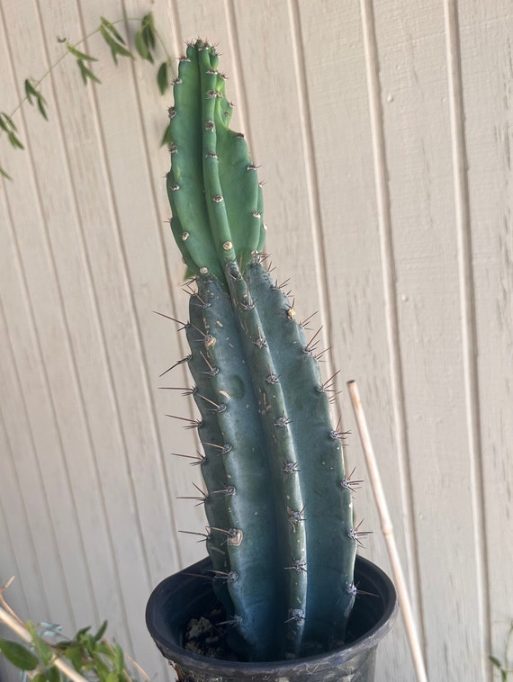 8” Rooted Peruvian apple cactus Cereus Repandus Live Plant cuttings bareroot