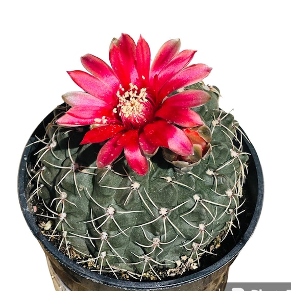Rooted Spider Cactus: Dwarf Chin Gymnocalycium baldianum - 3-4"