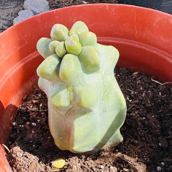 Mât totémique de 15 cm (6 po.) Pachycereus schottii à racines nues avec racines