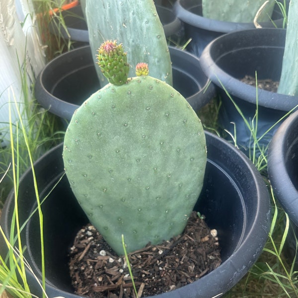 Prickly Pear Pad Opuntia Ficus-Indica Burbank Spineless Nopal Edible Superfood Health Benefit Pet Food cactus plant