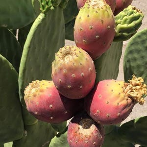 Prickly Pear Cactus Fruit Tree  (4 pads)  Opuntia Ficus-Indica Burbank Spineless Edible  Nopal Tuna