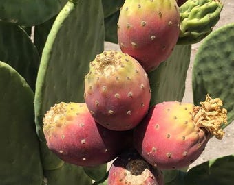 May include: Close-up of a prickly pear cactus with several ripe fruits. The fruits are a mix of red and yellow, with small, dark spots. The cactus pads are a vibrant green.
