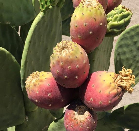 Prickly Pear Cactus Fruit Tree  (4 pads)  Opuntia Ficus-Indica Burbank Spineless Edible  Nopal Tuna