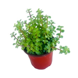 Purificateur d&#39;air comestible Portulacaria Afra, plante buisson éléphant avec pot