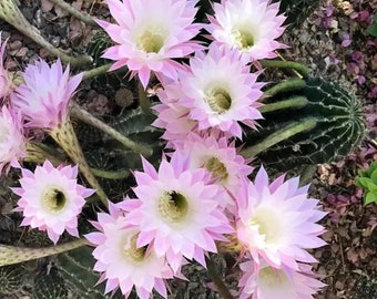 5" Lirio de Pascua Cactus Echinopsis oxygonaPlanta viva de raíz desnuda