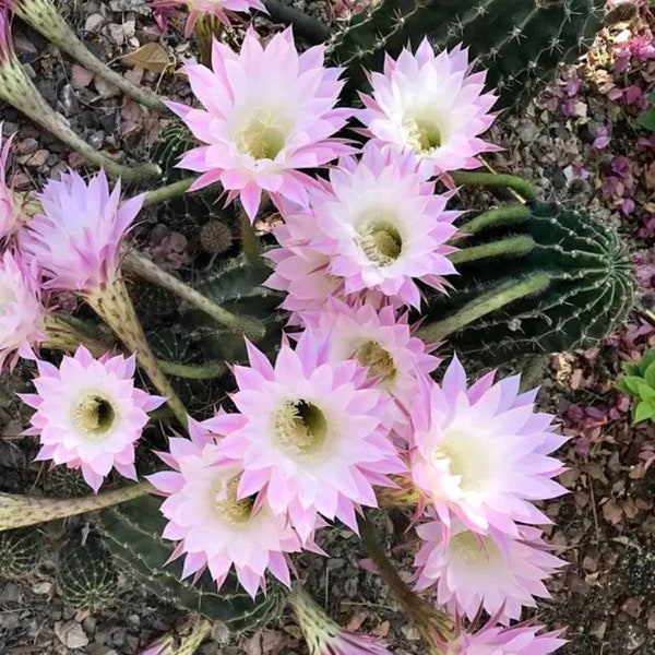 5” Easter Lily Cactus Echinopsis oxygonaLive Plant  Bare-root