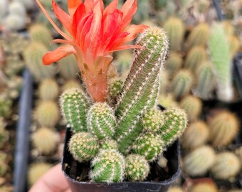 3-4” Pindacactus levende cactusplant