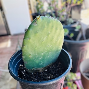 Rooted Prickly Pear Pad Opuntia Ficus-Indica Burbank Spineless Nopal Edible Superfood Health Benefit Pet Food cactus plant