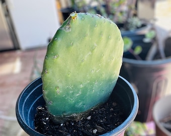 とげのないウチワサボテンの葉：食用ノパル - 有機栽培 - Etsy 日本