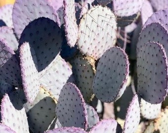 8 Pads Violet Pricklypear Santa Rita purple  Prickly Pear  Opuntia gosseliniana Nopal