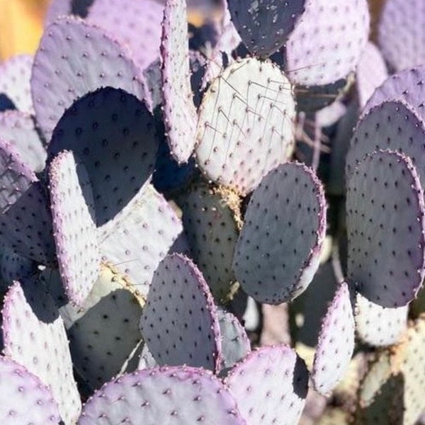 8 pastilles de figue de barbarie violette Santa Rita figue de barbarie violette Opuntia gosseliniana Nopal