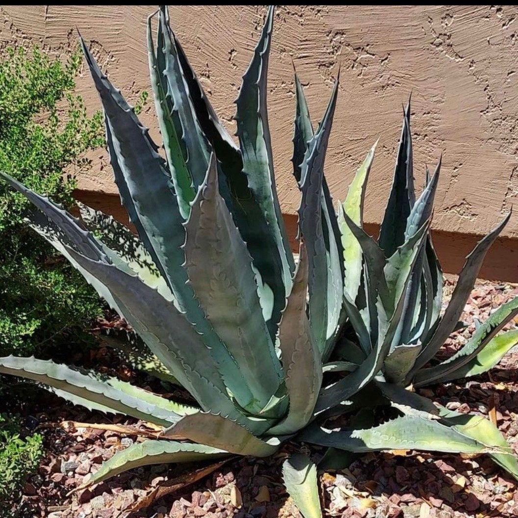 Blue Agave Cactus - Etsy
