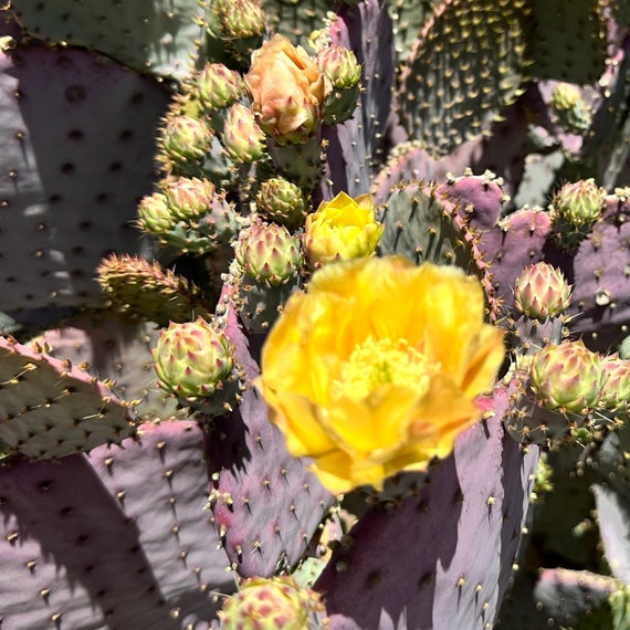 12 Santa Rita Prickly Pear Pads: Violet Opuntia gosseliniana - Organically Grown