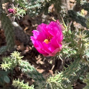 2 Cuttings Arizona Desert Staghorn Cholla Cactus