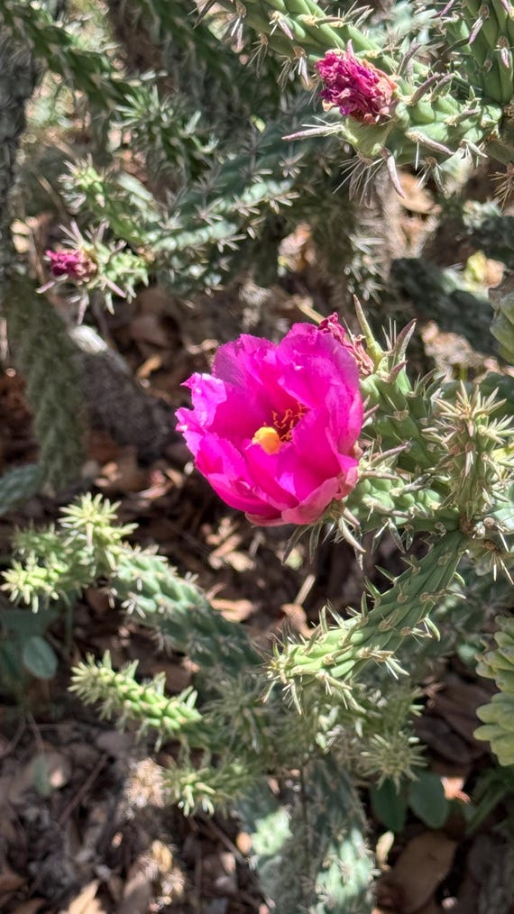 2 Rooted Cuttings Arizona Desert Staghorn Cholla Cactus