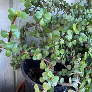 Puede incluir: Primer plano de una planta suculenta en maceta con hojas pequeñas, redondas y verdes y tallos de color marrón rojizo. La planta está en una maceta de plástico negro, con otra maceta visible debajo. El fondo es una valla de madera blanca.