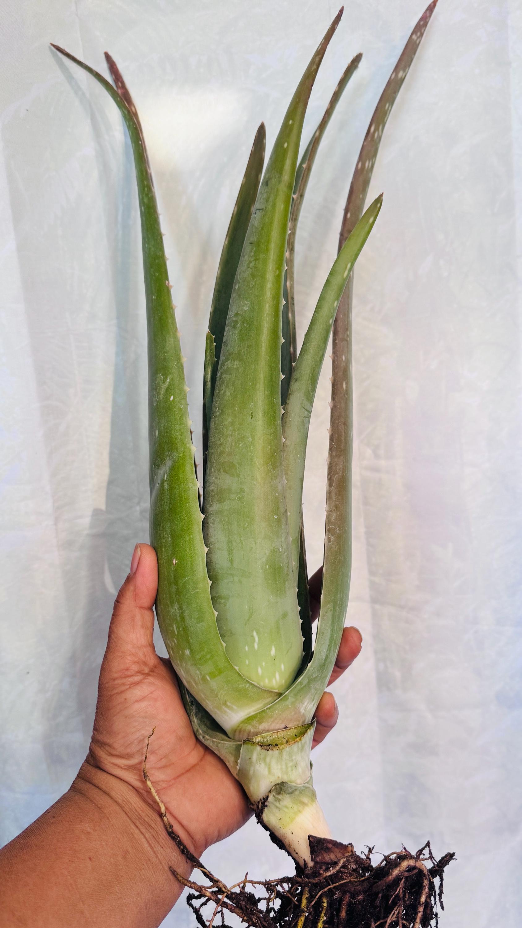 Aloe Vera Barbadensis Miller Cactus Live Plant Edible Ayurvedic Herb  bareroot - Etsy Schweiz