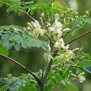 以下が含まれることがあります： 白い花と緑の葉を持つモリンガの木の枝のクローズアップ。花は小さく繊細で、中心は黄色です。葉は鮮やかな緑色で、複合構造をしています。