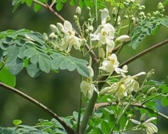 Moringa Oleifera Seeds (50 pcs) – Miracle Tree, Drumstick Tree Planting