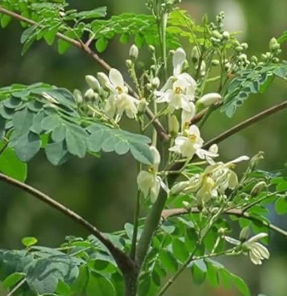 Moringa Oleifera Seeds (50 pcs) – Miracle Tree, Drumstick Tree Planting