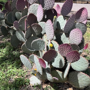 24 pads - Violet Prickly pear Santa Rita purple Spineless Prickly Pear Pads Ready to Plant or pet food Free Shipping