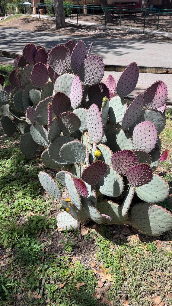24 Violet Prickly Pear Cactus Pads - Santa Rita Spineless Variety