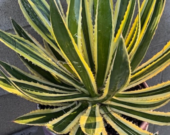 Agave lophantha  Quadricolor Live Plant Variegated Succulent Century Plant