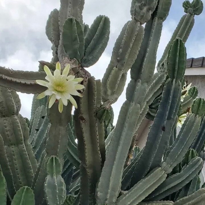 Cereus repandus - Etsy 日本