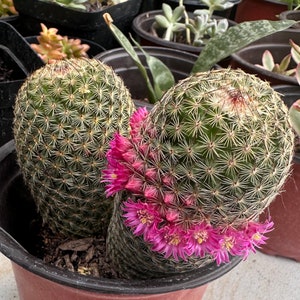 6&quot; Mammillaria Matudae Thumb Cactus Bareroot